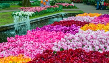 Zobacz największy ogród świata. Jedź na Festiwal Tulipanów i ciesz się wiosną