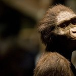 Zobacz skarby prehistorii. Lucy i Selam na pierwszej wystawie w Europie
