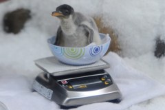 Zobacz uroczego lokatora oceanarium w Melbourne