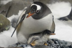 Zobacz uroczego lokatora oceanarium w Melbourne