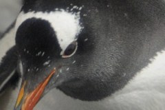 Zobacz uroczego lokatora oceanarium w Melbourne