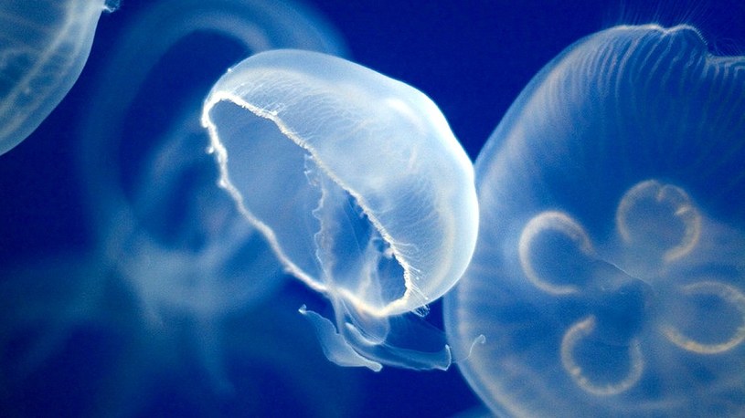 Zobaczcie w akcji pierwszą na świecie cyber-meduzę wyposażoną w egzoszkielet (film) /Geekweek
