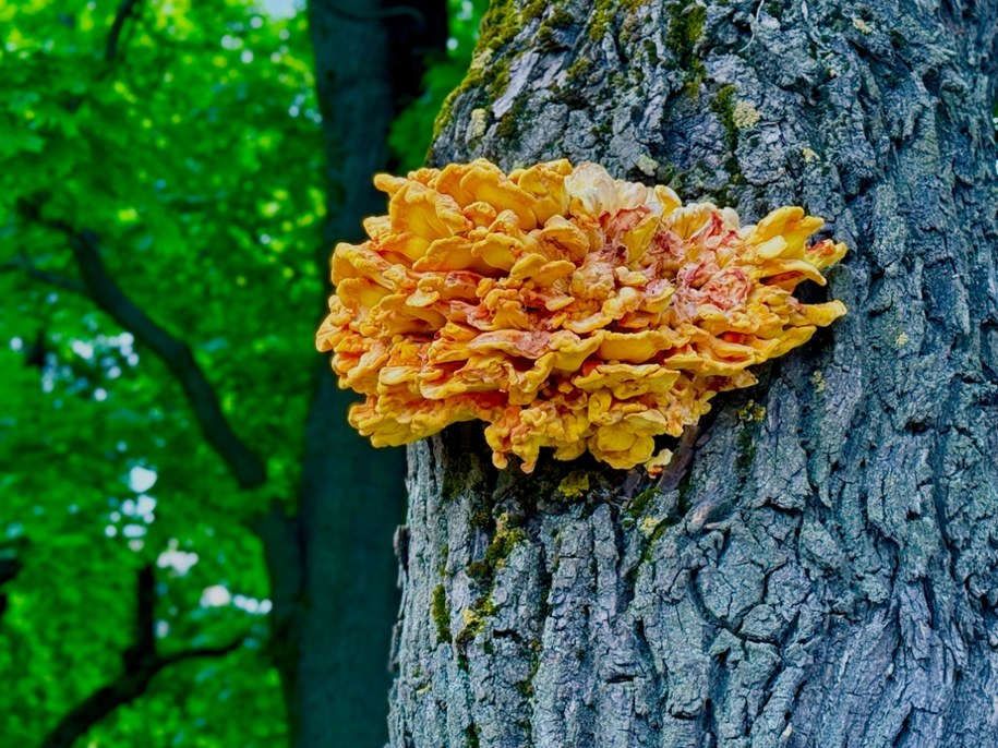 Żółciak siarkowy – barwny grzyb z polskich lasów, który smakuje jak kurczak /Shutterstock