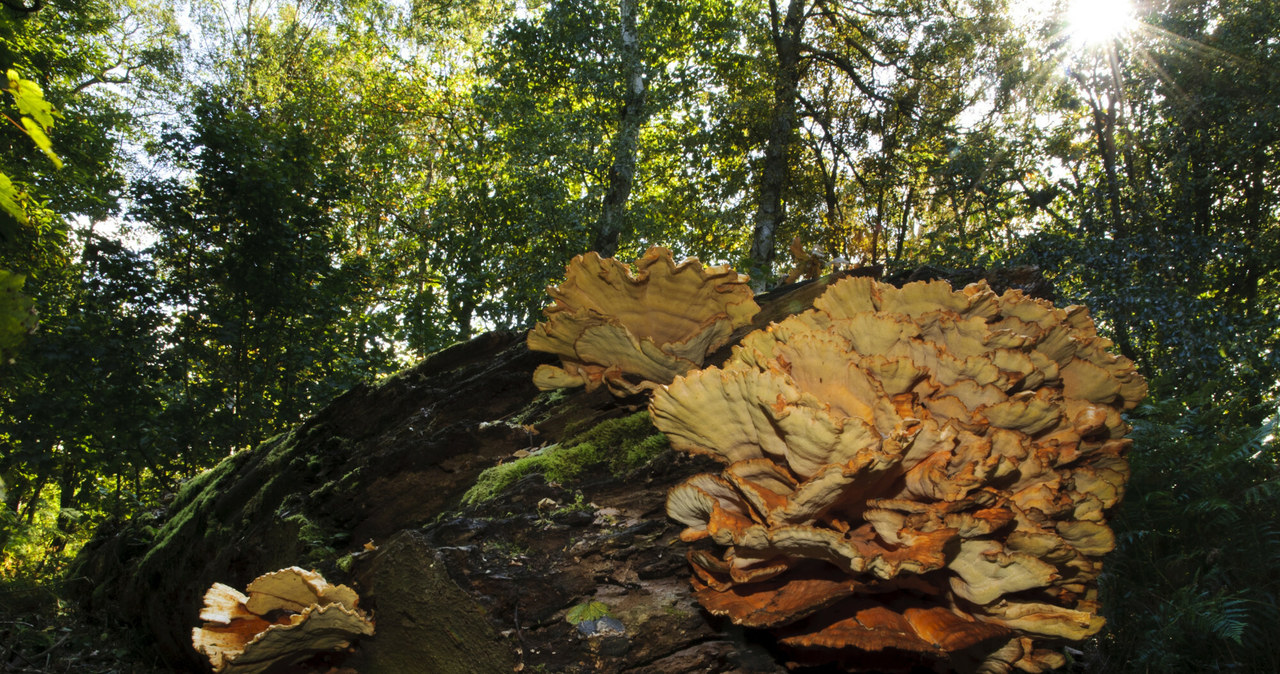 Żółciak siarkowy w lesie /FLPA/Dave Pressland /East News