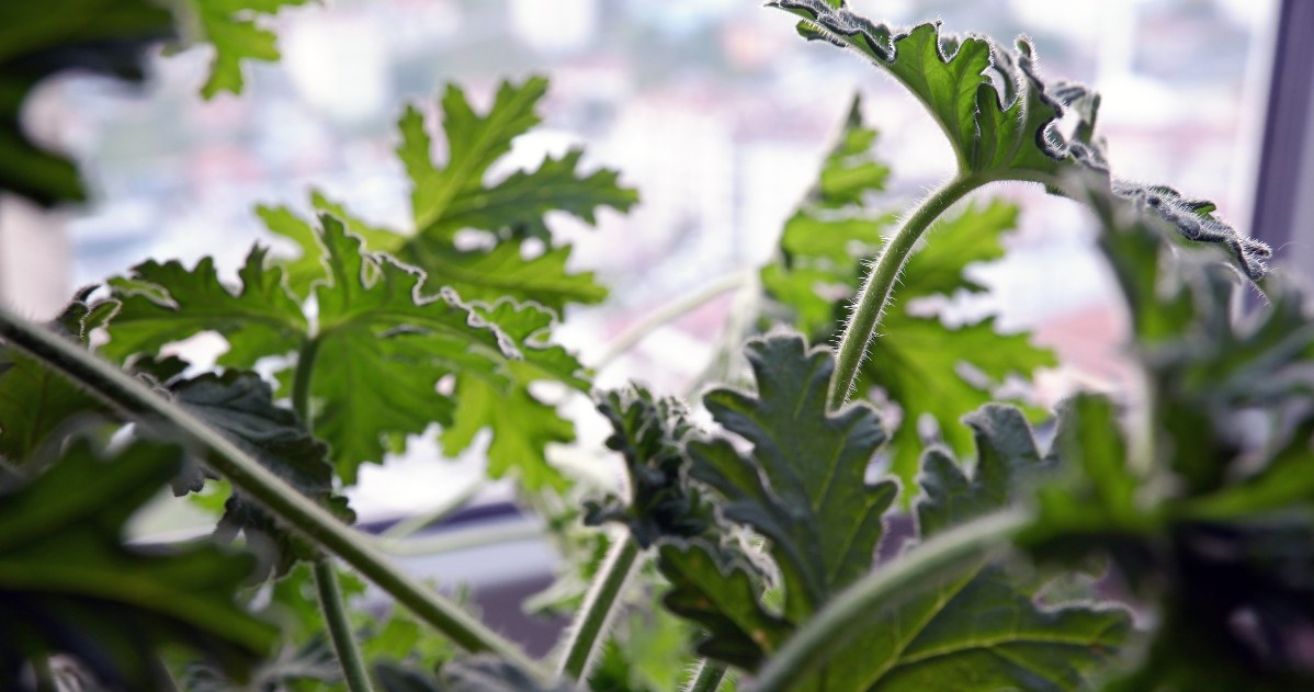 Żółknięcie liści anginki zimą może być związane z okresem spoczynku rośliny /CanvaPro /INTERIA.PL