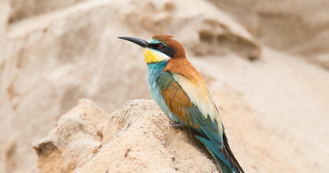 Żołna zwyczajna (łac. Merops apiaster) preferuje otwarte i nasłonecznione tereny z obecnością wysokich, piaszczystych lub lessowych skarp i urwisk /Piotr Kamionka /Reporter