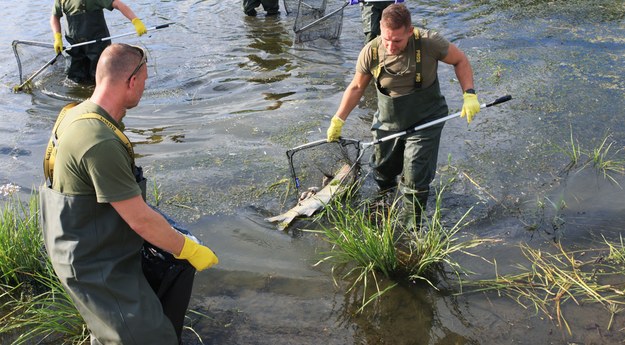 Żołnierze i strażacy usuwają martwe ryby z Odry w okolicy Słubic / 	Lech Muszyński    /PAP