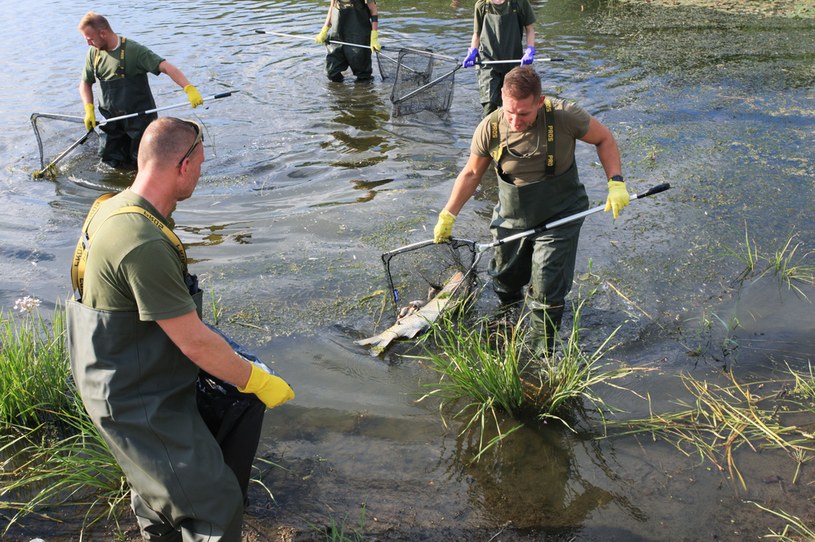 Żołnierze i strażacy usuwają martwe ryby z Odry w okolicy Słubic / 	Lech Muszyński    /PAP