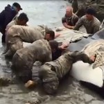 Żołnierze uratowali uwięzioną na plaży orkę
