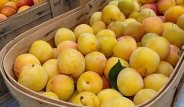 "Золота" слива - скарб з бабусиного саду. Підтримує серце та покращує кровообіг