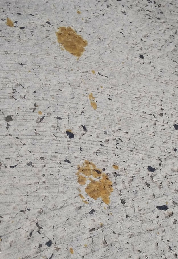 Żółte ślady łap kota na podłodze zakładów metalurgicznych /Handout /East News/AFP