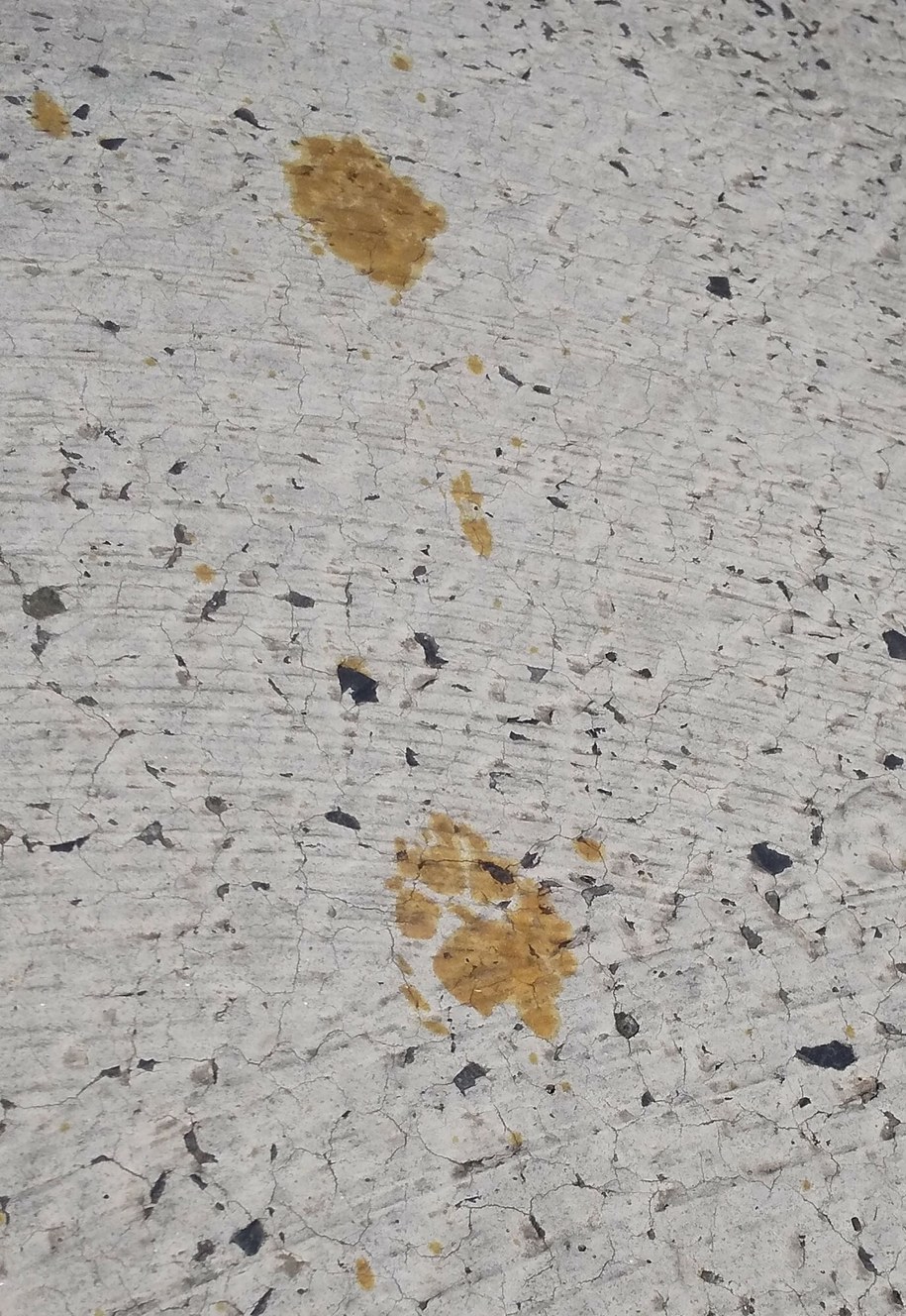 Żółte ślady łap kota na podłodze zakładów metalurgicznych /Handout /East News/AFP