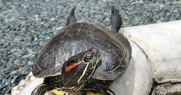 Żółw czerwonouchy - inwazji tych gadów sprzyjają coraz cieplejsze zimy /Wikimedia Commons /domena publiczna