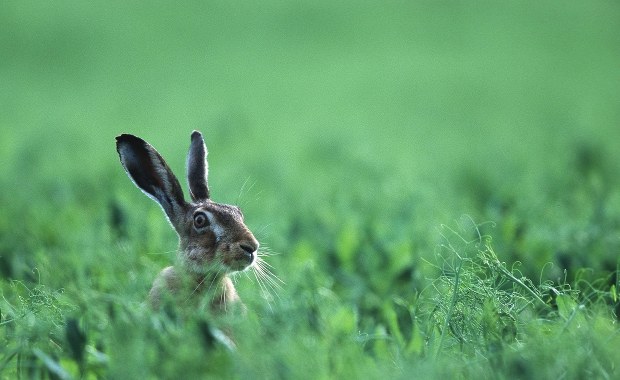 Żółw jednak szybszy od zająca?