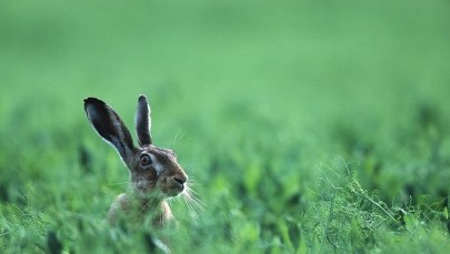 Żółw jednak szybszy od zająca?