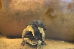 Żółw karłowaty rozmnożony po raz pierwszy w Polsce