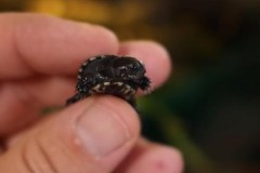 Żółw karłowaty rozmnożony po raz pierwszy w Polsce