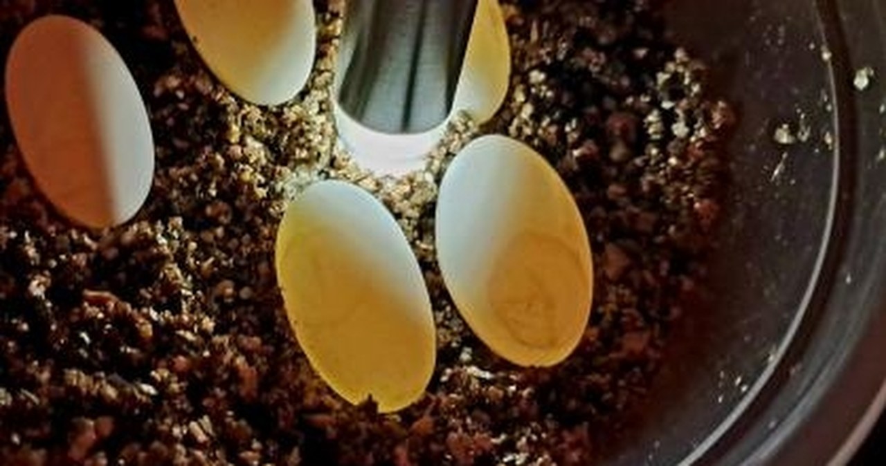 Żółw karłowaty rozmnożony po raz pierwszy w Polsce