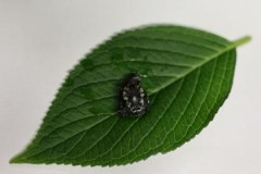 Żółw karłowaty rozmnożony po raz pierwszy w Polsce