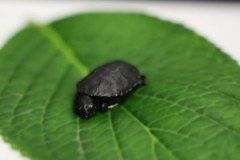 Żółw karłowaty rozmnożony po raz pierwszy w Polsce