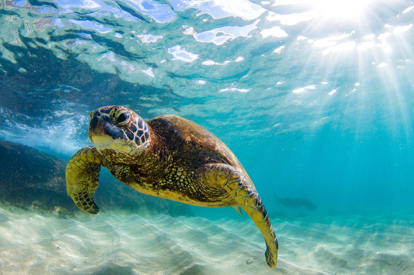 Żółw morski pływający w ciepłych wodach Pacyfiku /123RF/PICSEL