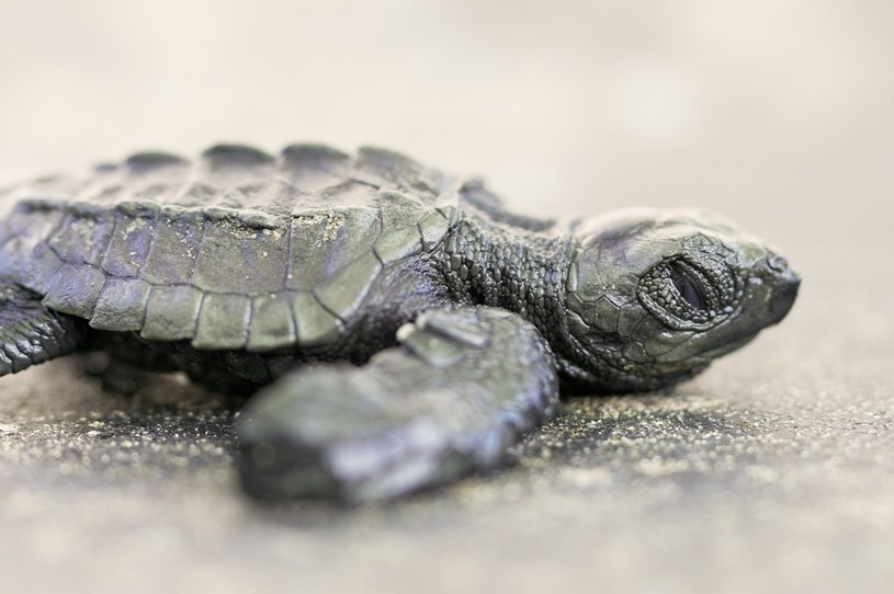 Żółw morski wydalał plastik przez 6 dni /Unsplash