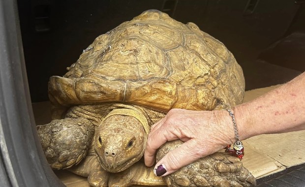 Żółw odnaleziony po 3 latach. W tym czasie przeszedł 8 km