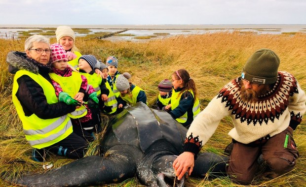 Żółw skórzasty na plaży w Danii. Znalazły go przedszkolaki 