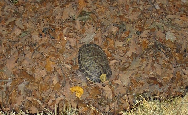 Żółw uciekł z terrarium i przestraszył działkowiczkę na warszawskich Włochach