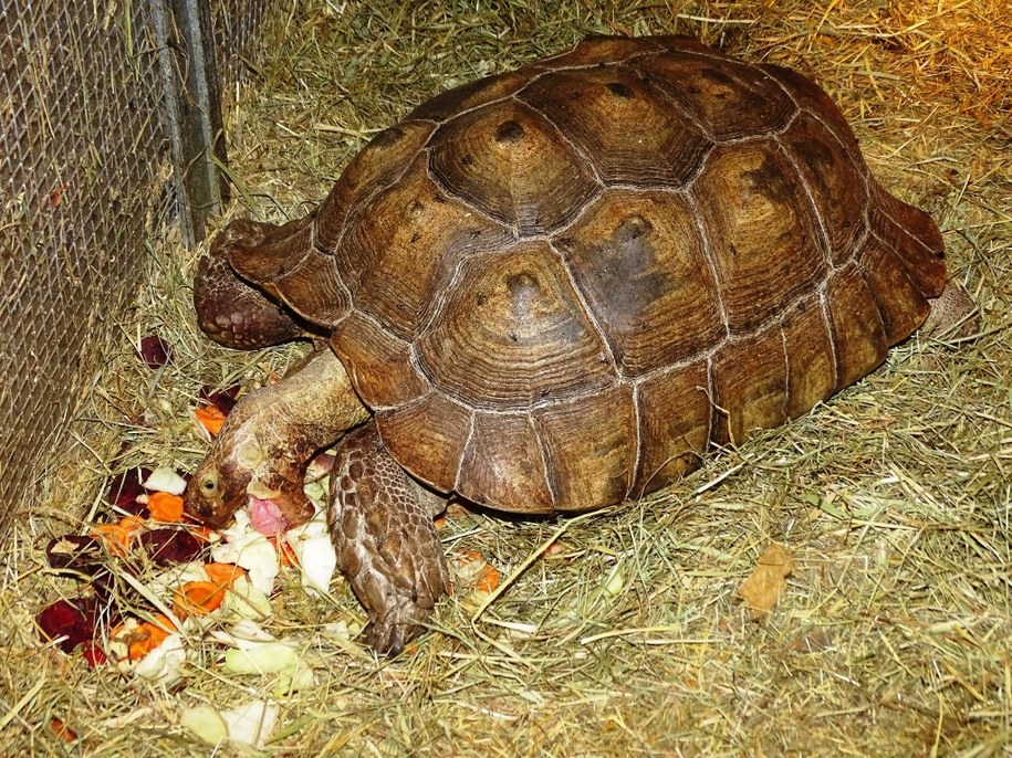 Żółw w mini zoo /Policja Małopolska /Policja