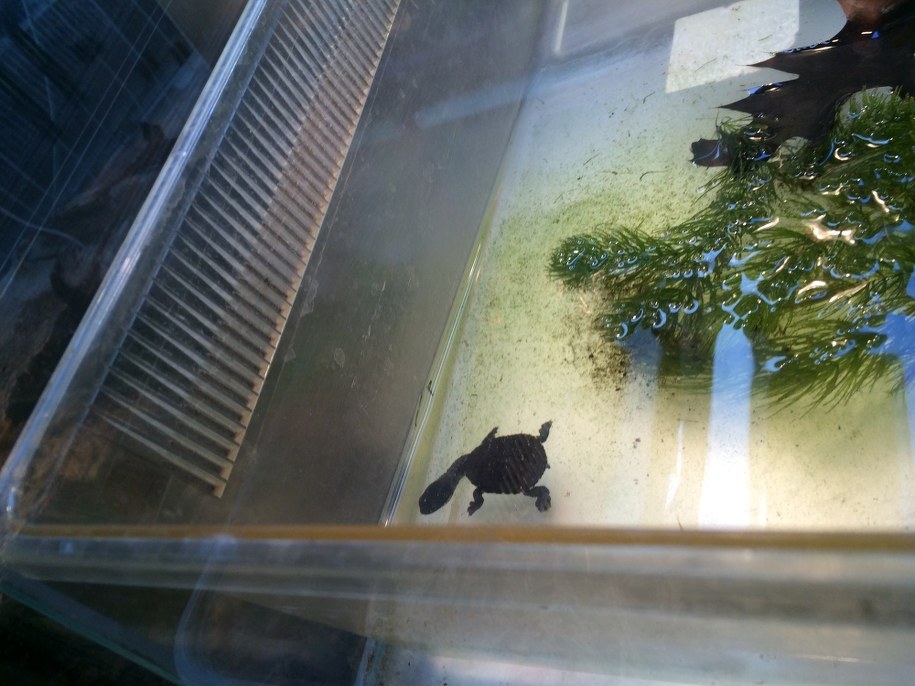 Żółw wężoszyi, który przyszedł na świat w warszawskim zoo /Michał Dobrołowicz /RMF FM