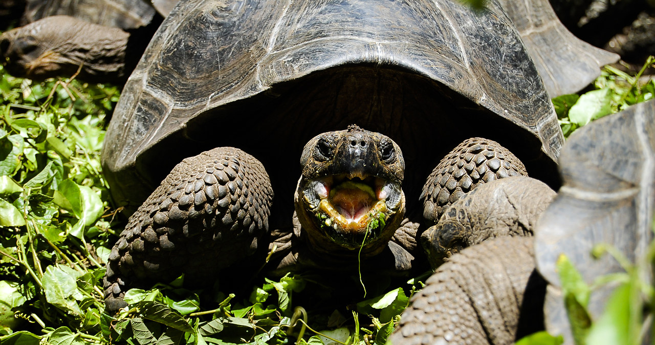 Żółw z Galapagos /123/RF PICSEL