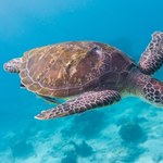 Żółw z polskiego zoo był Stefanem, ale stał się Stefanią. Już oficjalnie