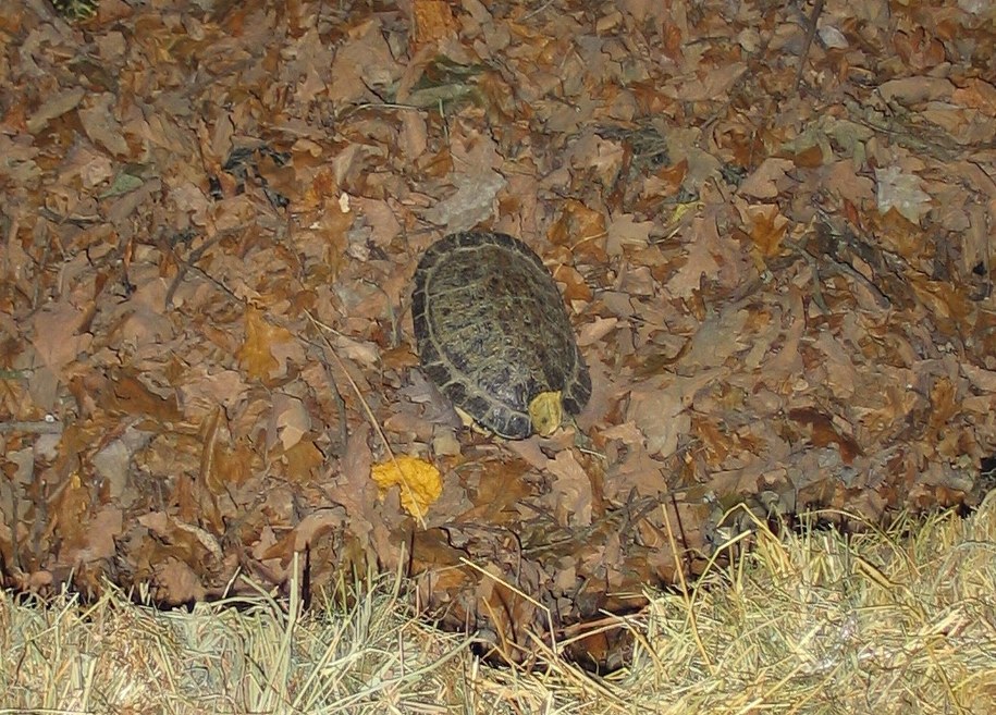 Żółw uciekł z terrarium i przestraszył działkowiczkę na warszawskich Włochach