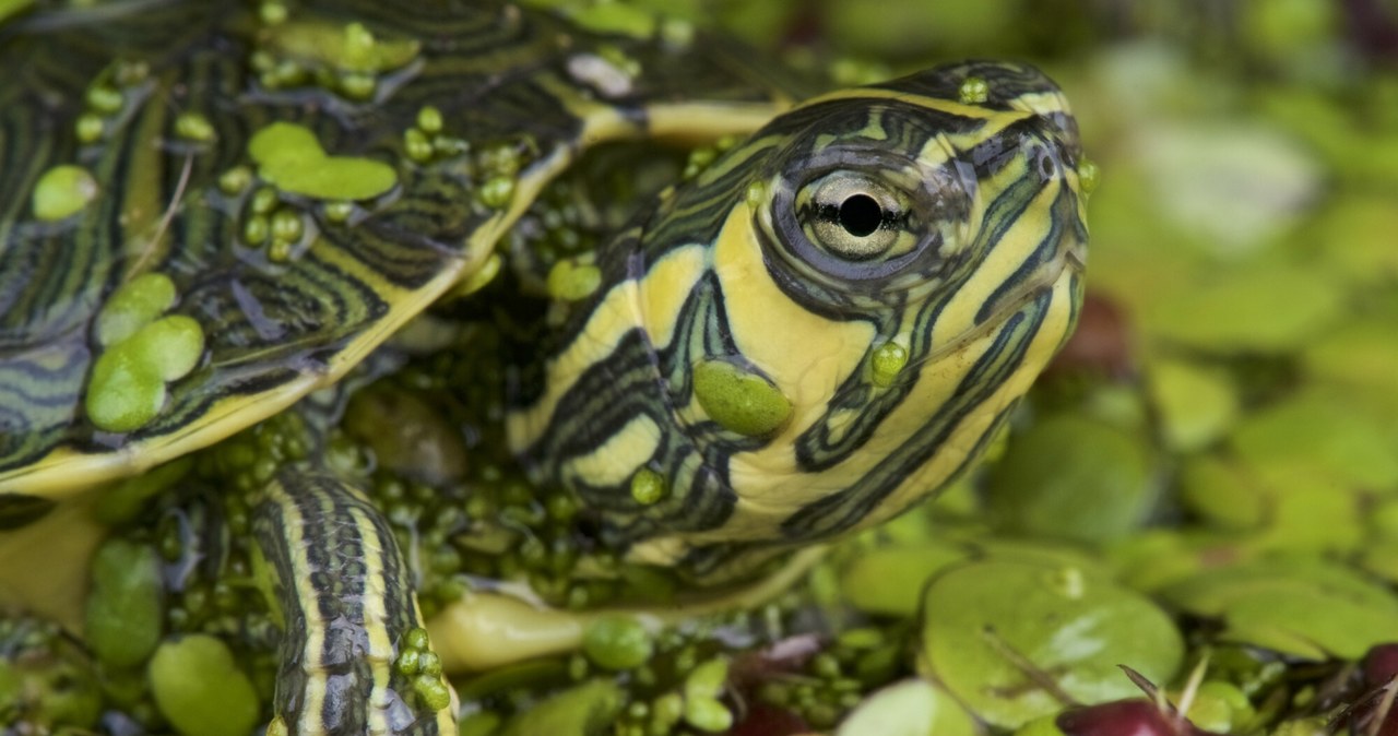 żółw żółtobrzuchy/żółtouchy w wodzie /Matthijs Kuijpers / Biosphoto /East News