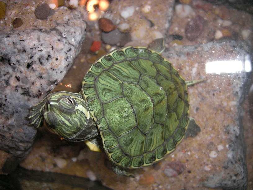 Żółw żółtolicy pojawił się w Polsce w latach 90. ubiegłego wieku /Wikimedia Commons /domena publiczna
