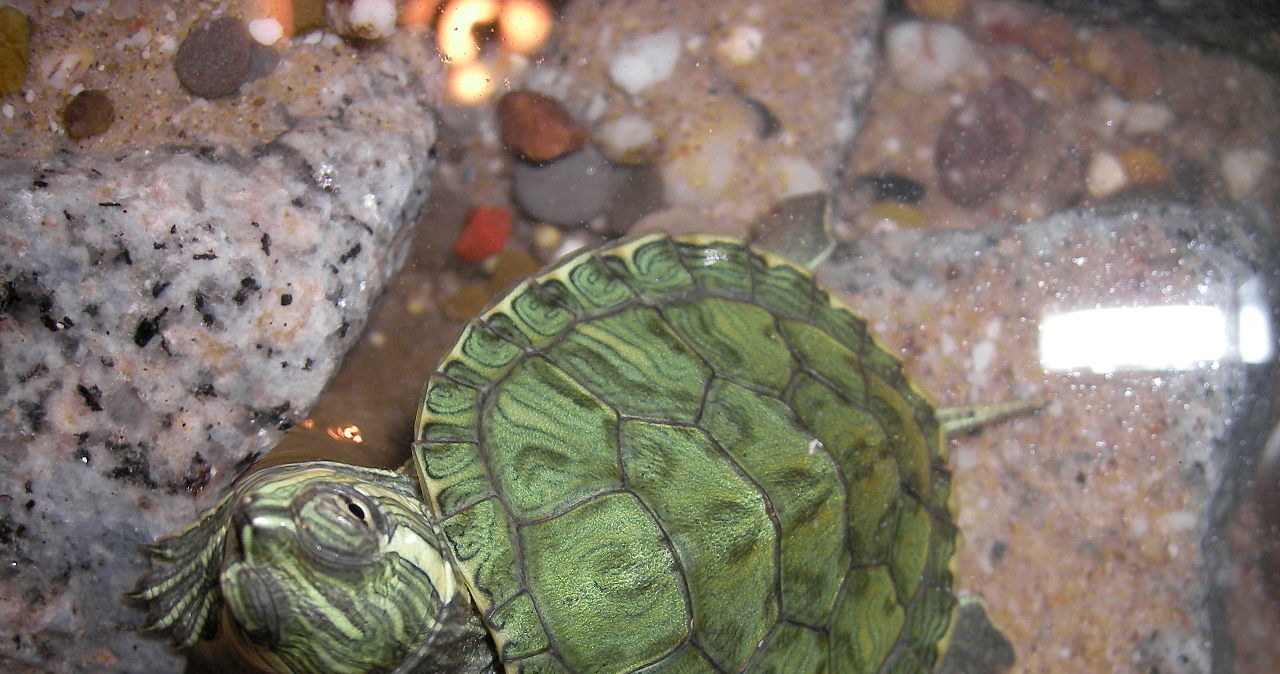 Żółw żółtolicy pojawił się w Polsce w latach 90. ubiegłego wieku /Wikimedia Commons /domena publiczna
