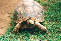Żółw /Encyklopedia Internautica