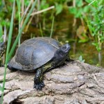 gatunek chroniony Żółwie błotne w gratisie. Policja zatrzymała 67-letniego wędkarza