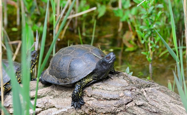 Żółwie błotne w gratisie. Policja zatrzymała 67-letniego wędkarza