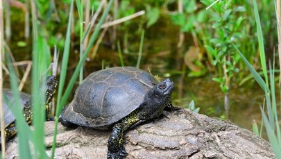 Żółwie błotne w gratisie. Policja zatrzymała 67-letniego wędkarza