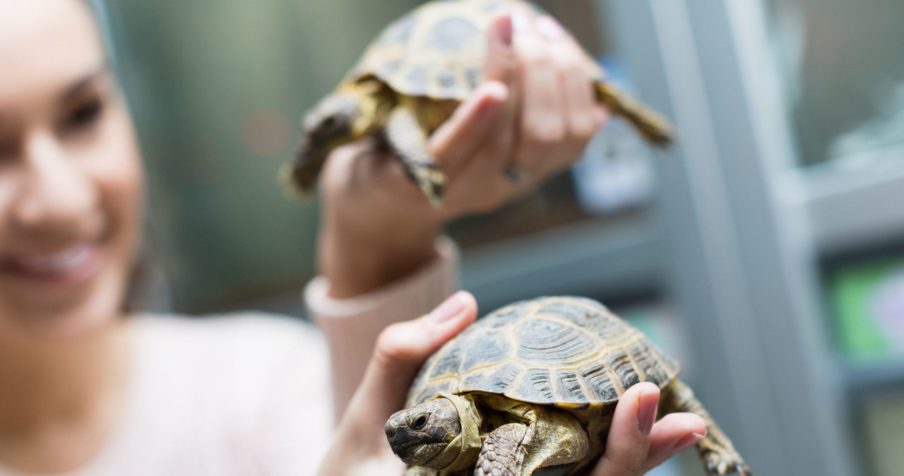 Żółwie, gekony i inne jaszczurki roznoszą salmonellę /123RF/PICSEL