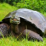 Żółwie jedzą plastik na Galapagos. Naukowcy alarmują