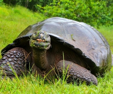 Żółwie jedzą plastik na Galapagos. Naukowcy alarmują