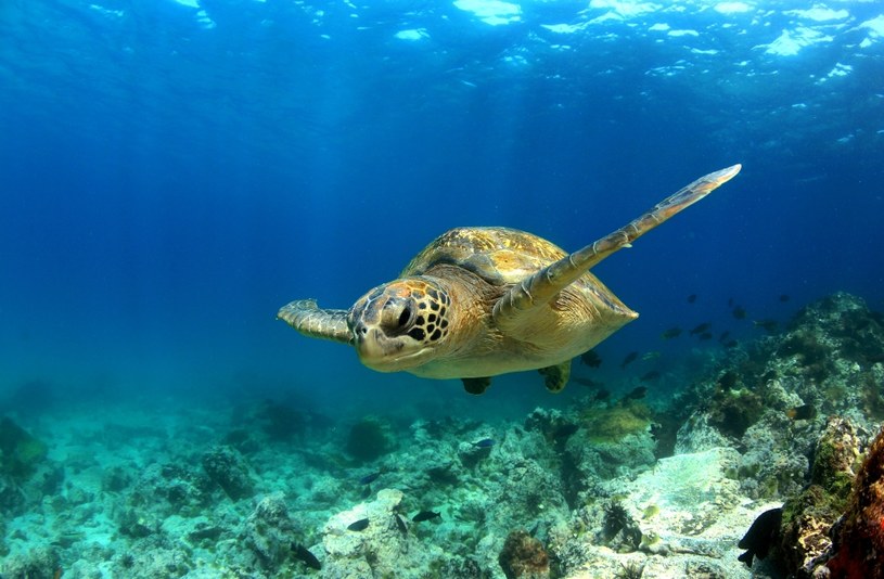 Żółwie morskie zagrożone przez zanieczyszczenia pochodzące od ludzi /123RF/PICSEL
