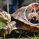 Żółwie odkryły "wyłącznik" starzenia. Czy my też potrafimy?