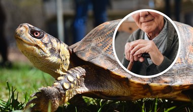 Żółwie odkryły "wyłącznik" starzenia. Czy my też potrafimy?