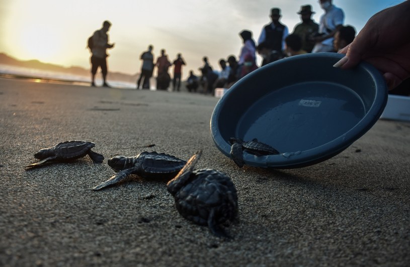 Żółwie oliwkowe są najliczniejszym gatunkiem ze wszystkich żółwi morskich, ale również najbardziej narażonym na efekty działalności człowieka / NurPhoto / Contributor /Getty Images