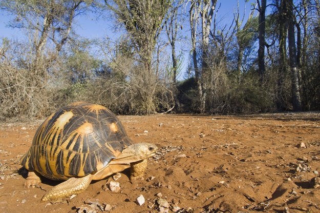 Żółwie promieniste żyją na Madagaskarze / 	Therin-Weise    /PAP/EPA