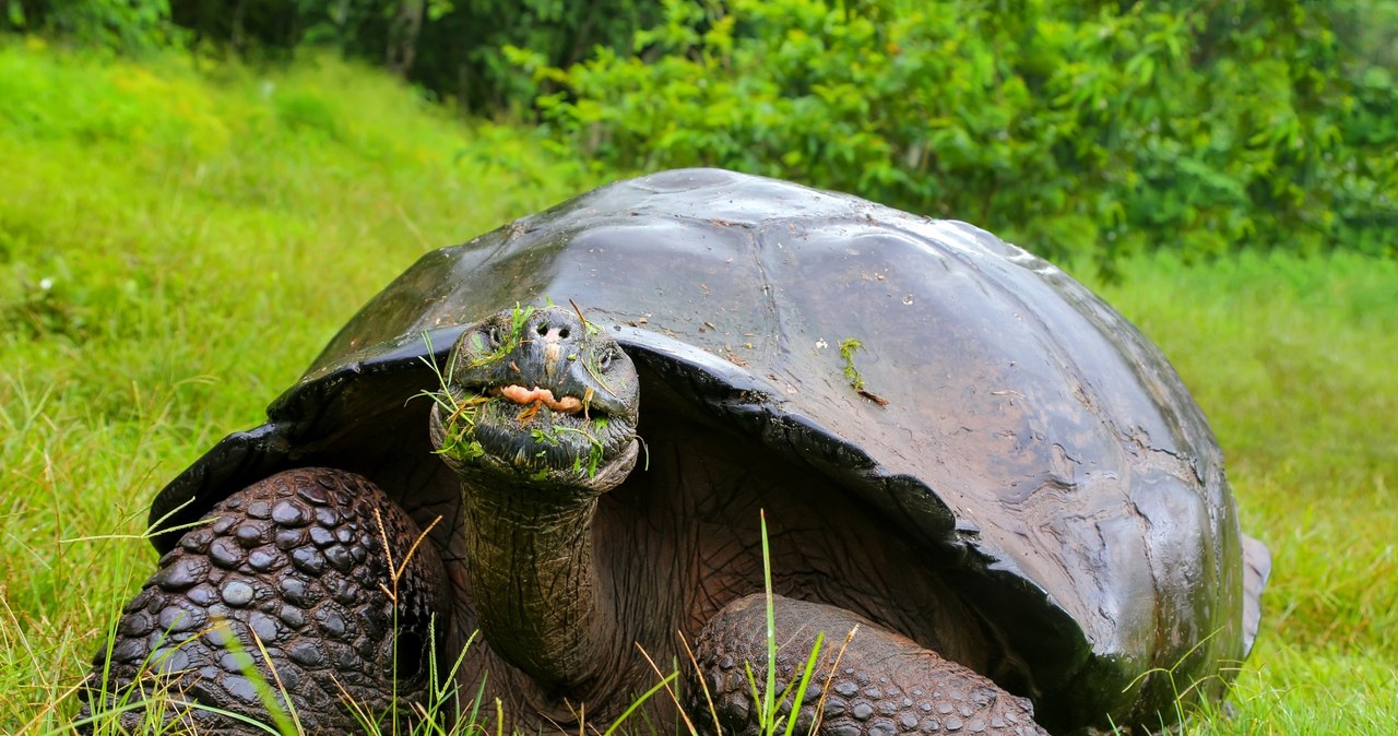 Żółwie słoniowe na Galapagos zjadają śmieci wyrzucone przez ludzi, w tym plastik - wynika z raportu zespołu naukowców /donyanedomam /123RF/PICSEL
